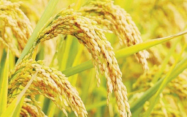 Giá lúa gạo hôm nay ngày 3/10: Lúa Thu Đông bắt đầu thu hoạch, giá gạo đi ngang